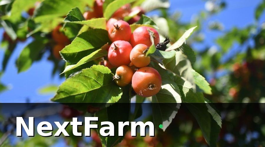 NextFarm — Chi Phí Đầu Tư Vườn Cây Ăn Quả Gồm Những Gì?