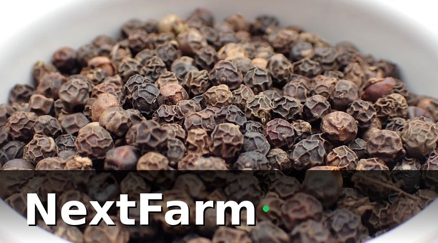 NextFarm — Dự Toán Chi Tiết Cho 1 Ha Vườn Tiêu