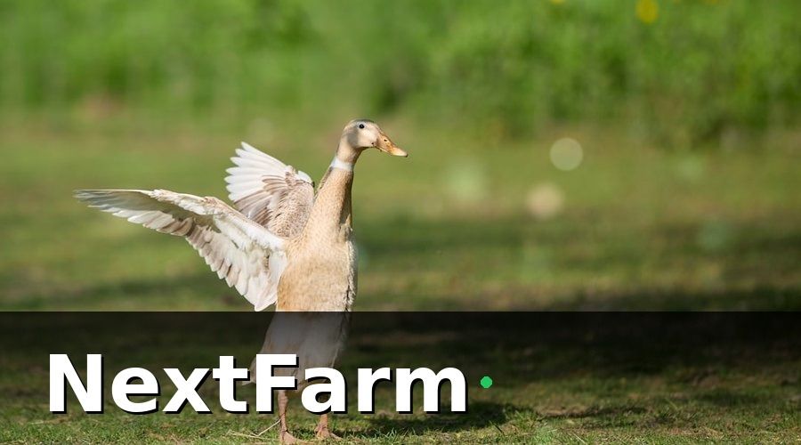 NextFarm — Tại sao chi phí điện nước tại trang trại vịt ngan thường cao bất thường?