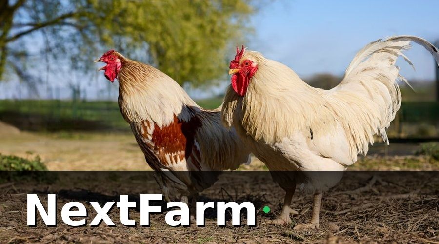 NextFarm — Các khoản chi phí điện nước chủ yếu tại trang trại vịt ngan