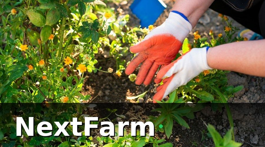 NextFarm — Bước 2 — Chuẩn Bị Môi Trường Học Thực Tế