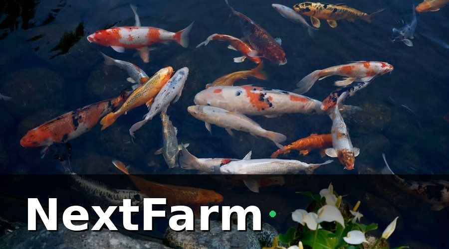 NextFarm — Tại sao đào tạo nhân viên ao nuôi là khâu quyết định thành bại?