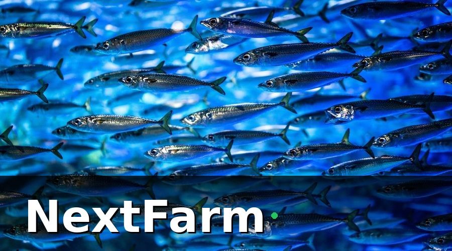 NextFarm — Bước 1 — Phân loại nhân viên theo vai trò trước khi đào tạo