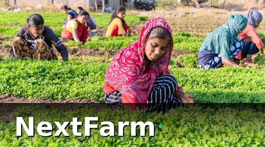 NextFarm — Vì Sao Đào Tạo Nhân Viên Là Yếu Tố Sống Còn Của Hệ Thống Thủy Canh?