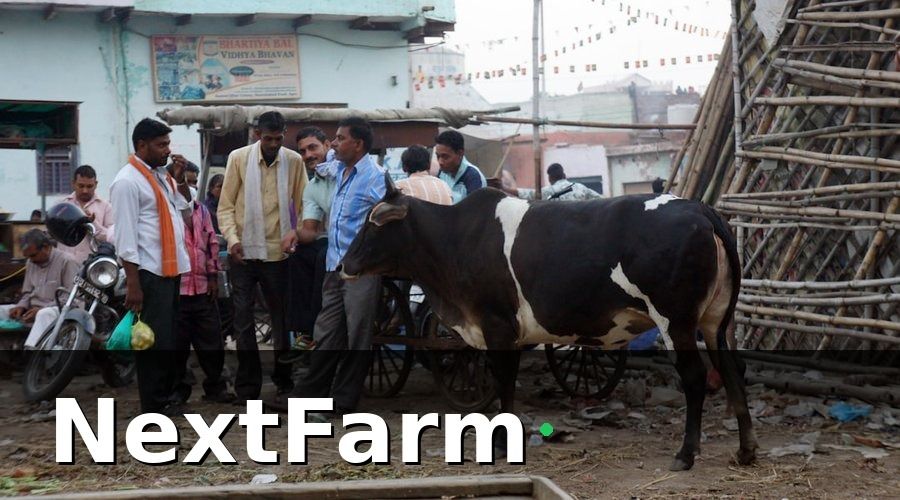 NextFarm — Vì Sao Đào Tạo Nhân Viên Là Khâu Quyết Định Thành Bại