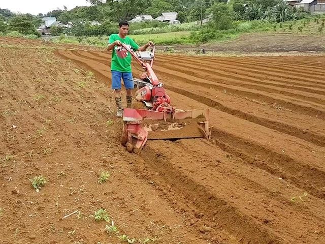 cách trồng khoai lang