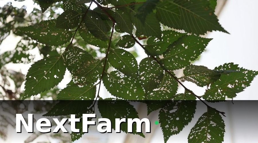 NextFarm — Tích hợp AI cảnh báo sâu bệnh trong nhật ký