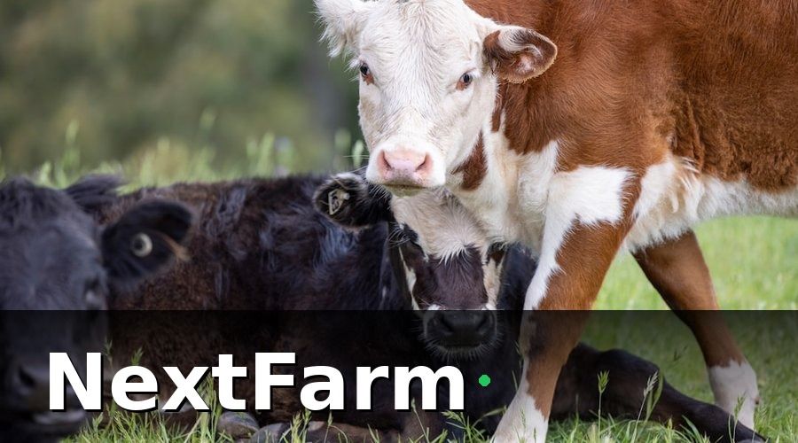 NextFarm — Những Hạng Mục Cần Ghi Trong Nhật Ký Bò Thịt