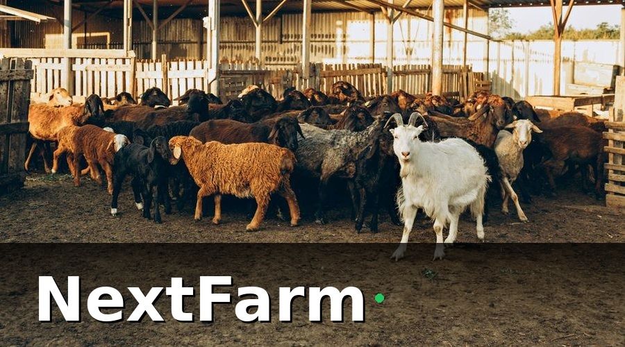 NextFarm — Tại Sao Trang Trại Dê Cừu Cần Ghi Nhật Ký Điện Tử?