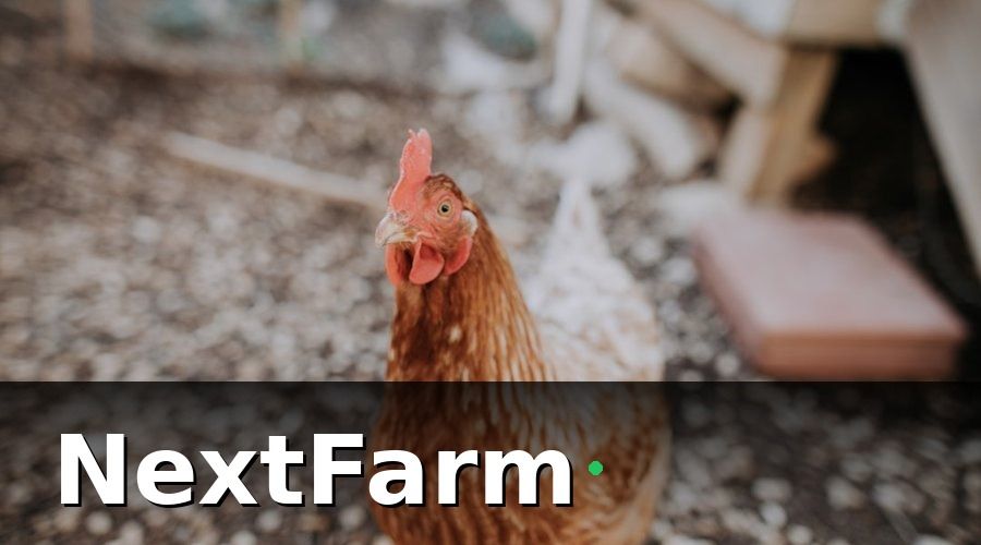 NextFarm — Những Hạng Mục Bắt Buộc Trong Nhật Ký Nuôi Gà