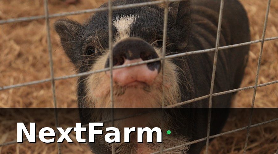 NextFarm — Tại Sao Trang Trại Heo Cần Nhật Ký Điện Tử?