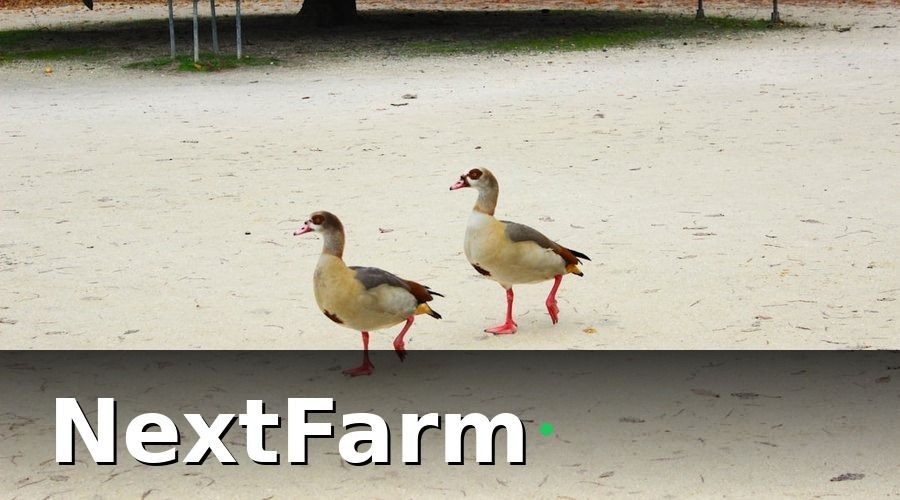 NextFarm — Tại Sao Trang Trại Vịt Ngan Cần Ghi Nhật Ký Điện Tử?