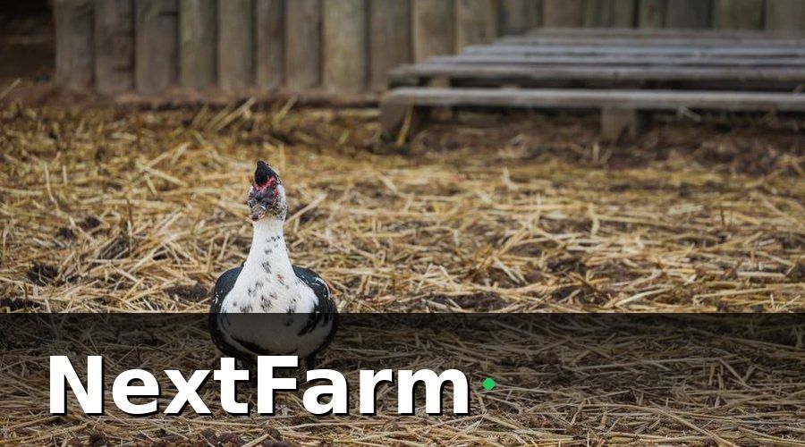 NextFarm — Các Hạng Mục Cần Ghi Trong Nhật Ký Trang Trại Vịt Ngan