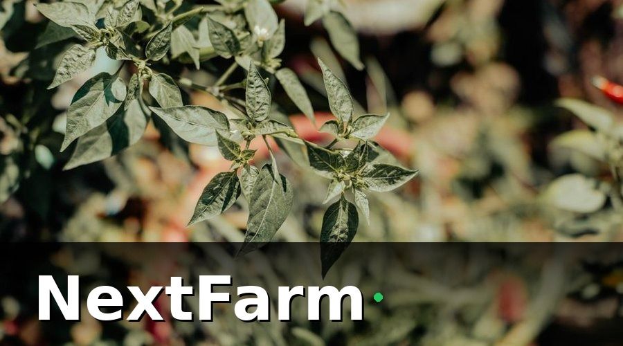 NextFarm — Những Thông Tin Cần Ghi Trong Nhật Ký Vườn Tiêu