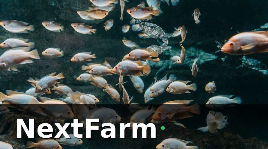NextFarm — Hệ Thống Nuôi Trồng Thủy Sản Tuần Hoàn (RAS) Là Gì?