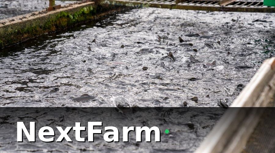 NextFarm — So Sánh Hệ Thống Nuôi Truyền Thống và RAS + IoT