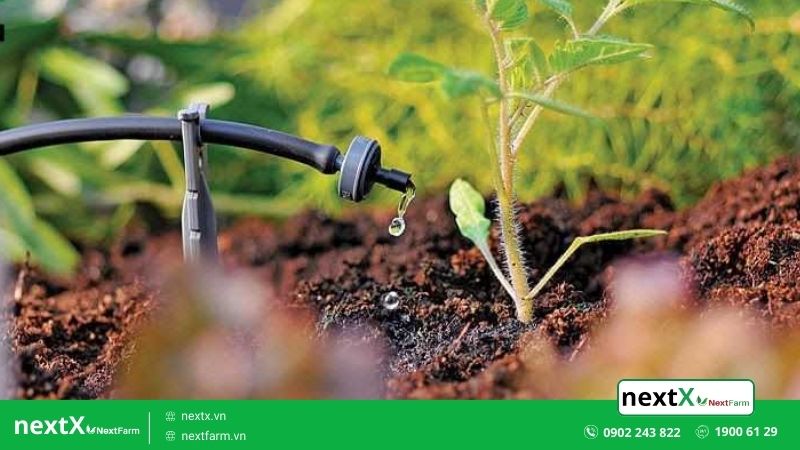 hệ thống tưới nhỏ giọt