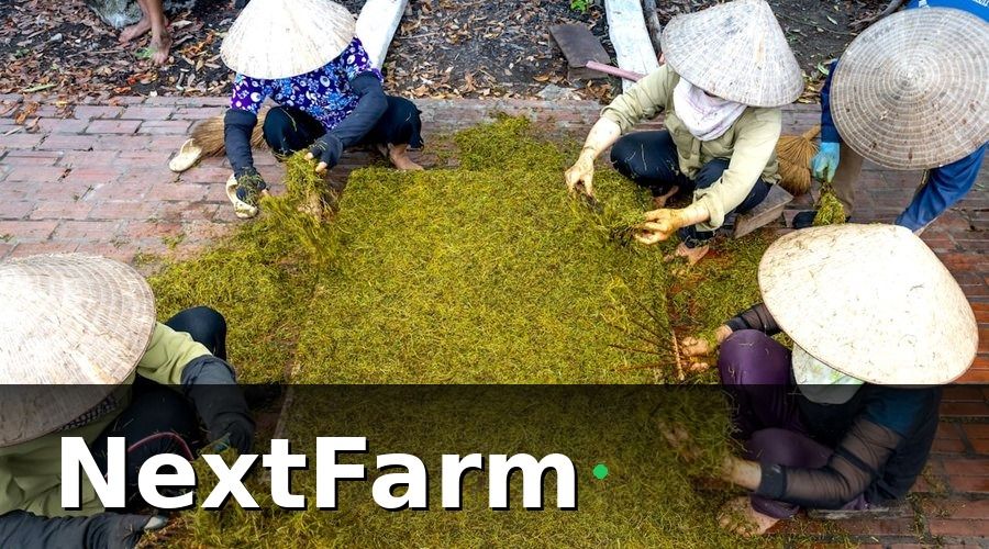NextFarm — Tại Sao HTX Và Xuất Khẩu Nông Sản Lại Khó Gặp Nhau?