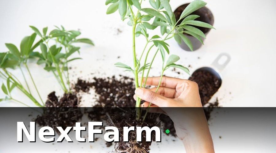 NextFarm — Các loại cảm biến phổ biến trong nông nghiệp