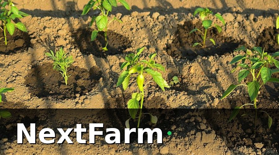 NextFarm — IoT cảm biến là gì và vai trò trong tưới tự động?