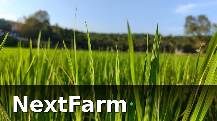 NextFarm — IoT cảm biến là gì và tại sao ruộng lúa cần đến?