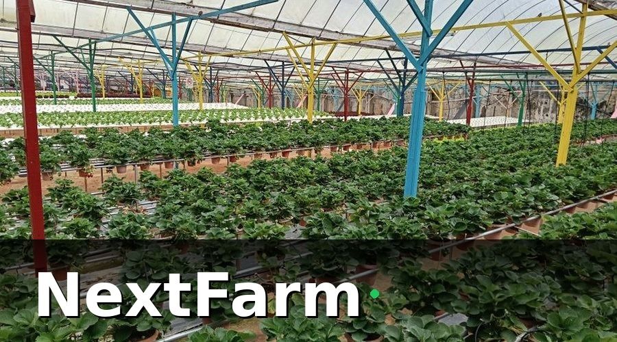 NextFarm — Tại sao hệ thống thủy canh đặc biệt cần IoT cảm biến?