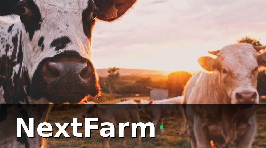NextFarm — IoT cảm biến là gì và vì sao trang trại bò sữa cần?