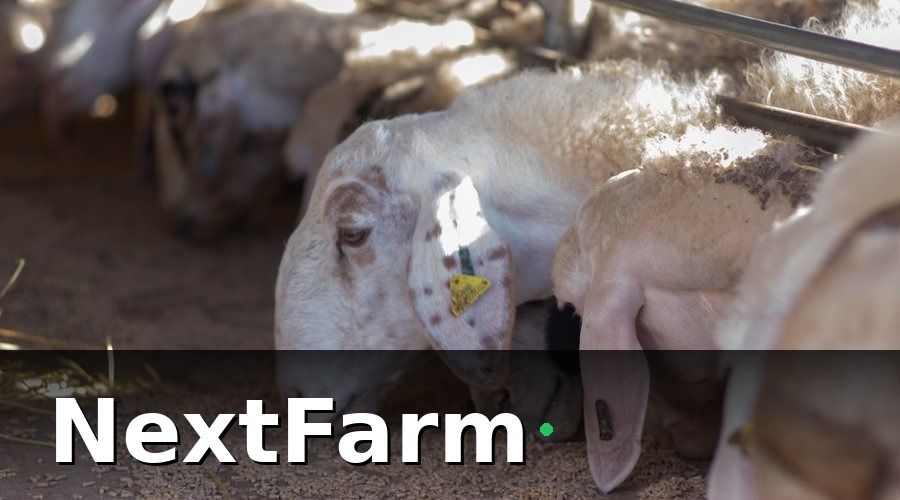NextFarm — Các loại cảm biến cần có cho trang trại bò sữa