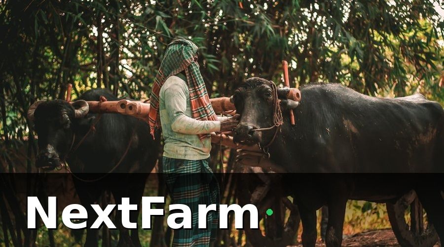 NextFarm — Tiêu chí chọn thiết bị IoT cảm biến cho trang trại bò sữa