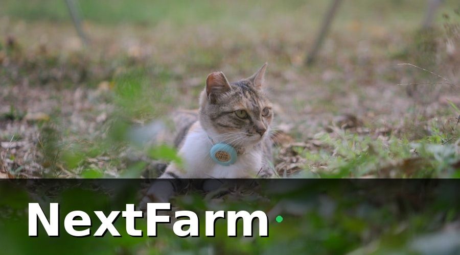 NextFarm — Các loại cảm biến cần thiết cho trang trại bò thịt