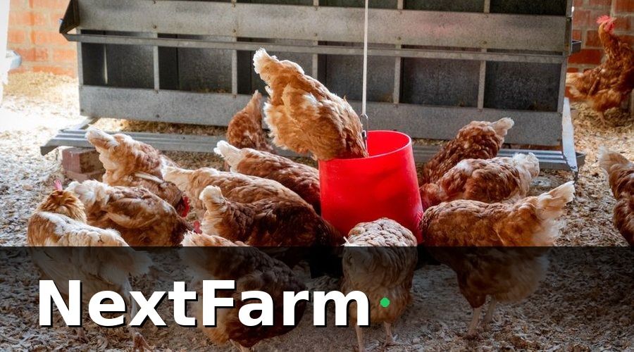 NextFarm — IoT cảm biến là gì và tại sao trang trại nuôi gà cần?