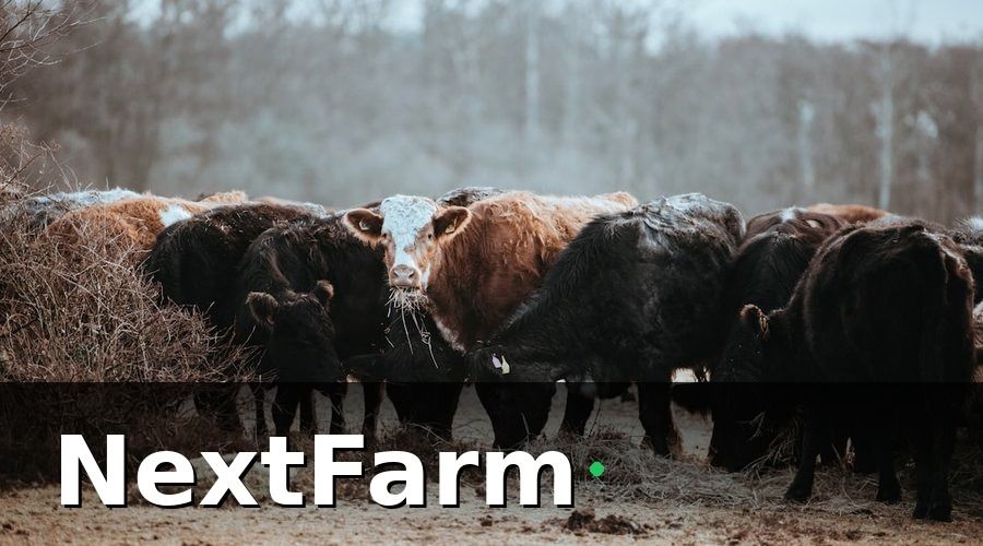 NextFarm — IoT Trang Trại Bò Là Gì và Tại Sao Cần Thiết?