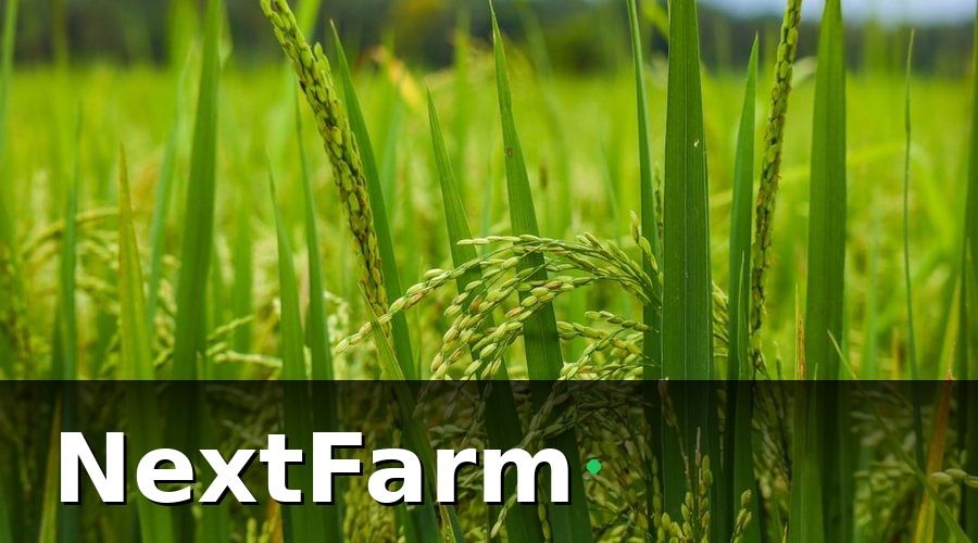 NextFarm — IoT Trong Canh Tác Lúa Là Gì?