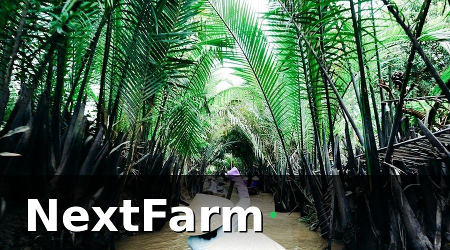 NextFarm — Tại Sao Canh Tác Lúa Ở ĐBSCL Cần IoT?
