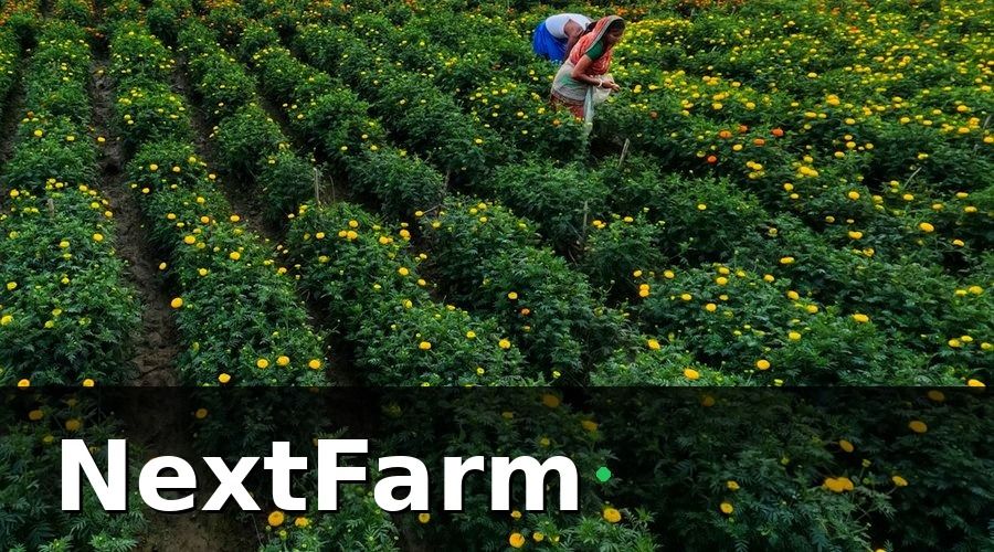 NextFarm — Bước 1 — Kiểm Toán Nội Bộ Trước Khi Số Hóa
