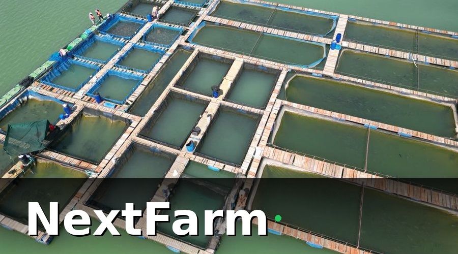 NextFarm — Tại sao số hóa ao nuôi cá nước ngọt lại quan trọng hơn bạn nghĩ?