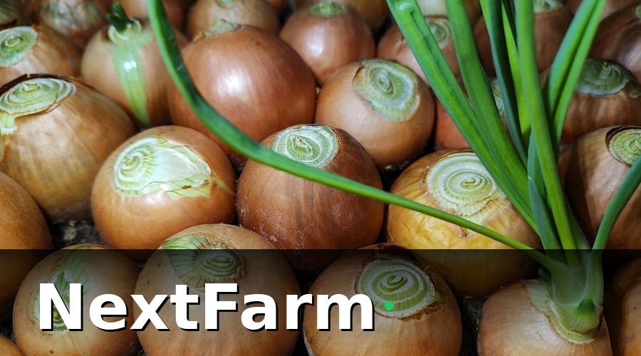 NextFarm — Vì sao thủy canh cần số hóa hơn canh tác đất thông thường?