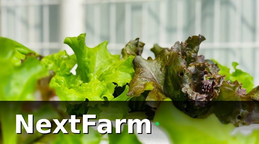 NextFarm — Tại sao thủy canh cần số hóa hơn canh tác đất thông thường?