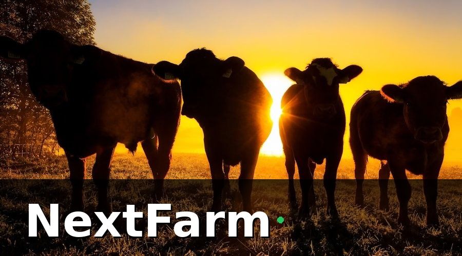 NextFarm — Vì sao trang trại bò thịt cần số hóa ngay bây giờ?