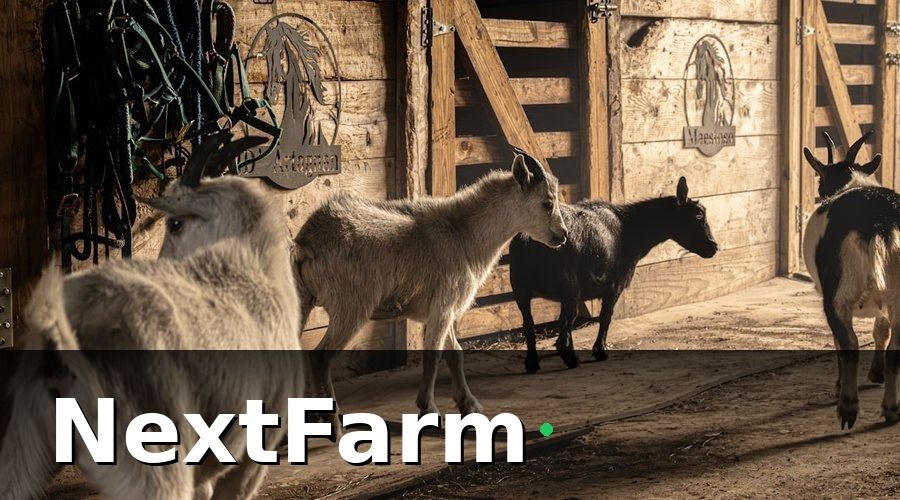 NextFarm — Tại sao trang trại dê cừu cần số hóa?