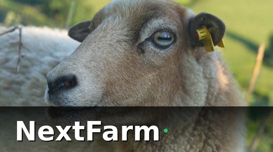 NextFarm — Bài học số 1: Bắt đầu từ dữ liệu cá thể, không phải từ đàn