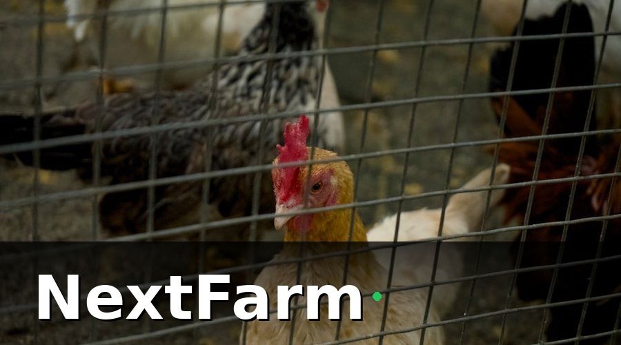 NextFarm — Vì sao trang trại nuôi gà cần số hóa ngay bây giờ?