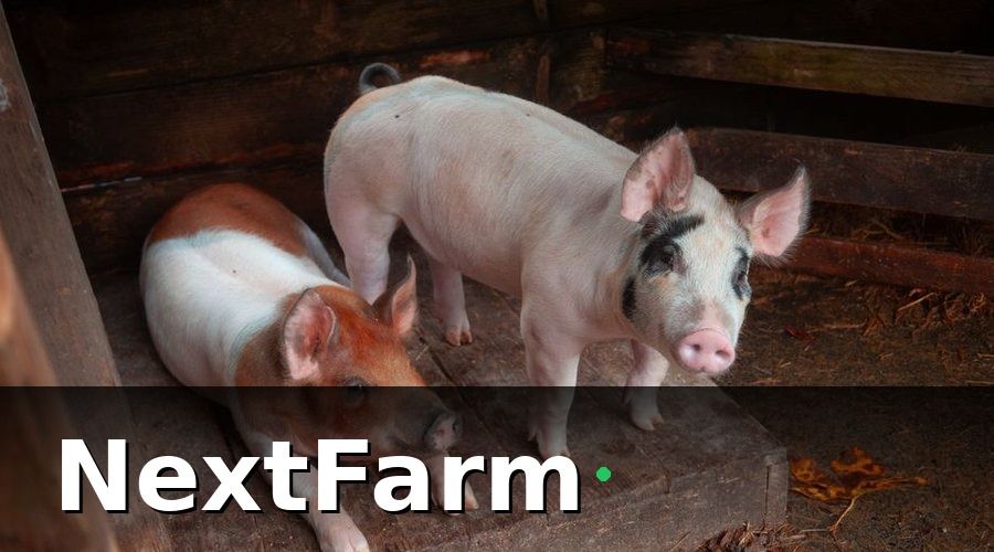 NextFarm — Vì sao trang trại nuôi heo cần số hóa ngay bây giờ?