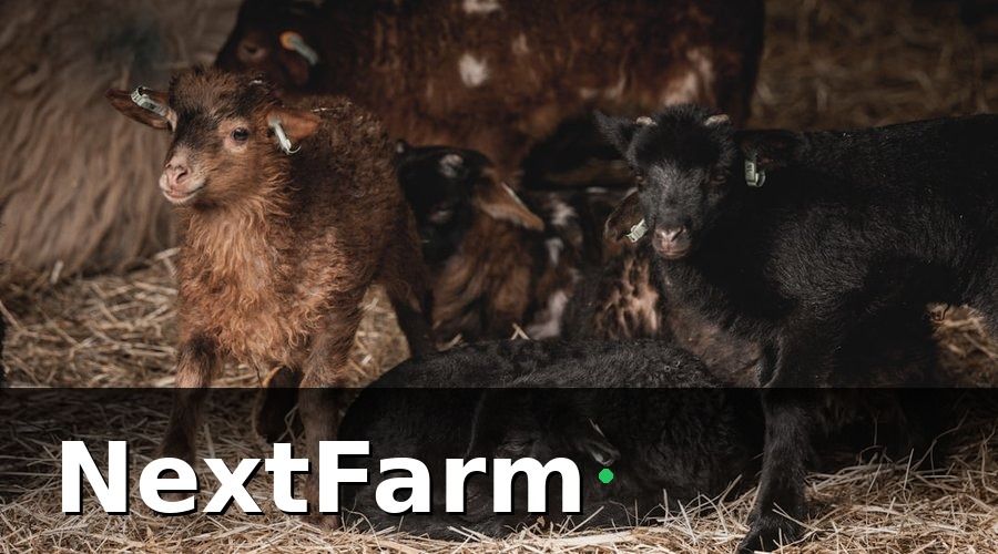 NextFarm — Bài học 2: IoT giám sát môi trường — đừng đợi đến khi heo bệnh mới lắp