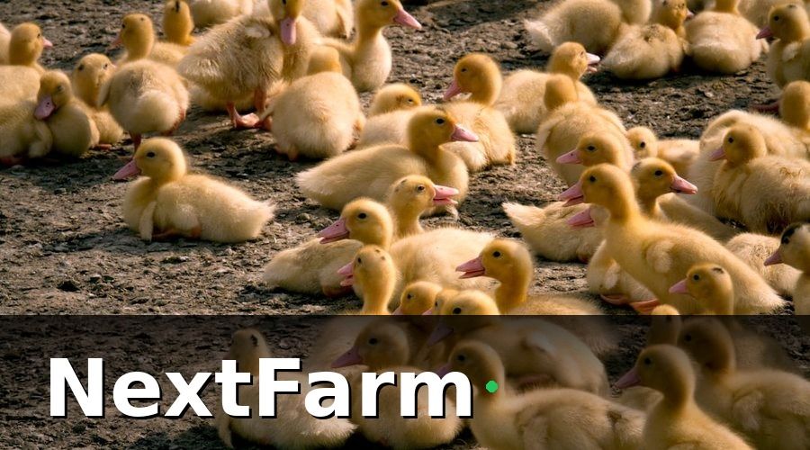 NextFarm — Tại sao trang trại vịt ngan cần số hóa gấp hơn các ngành khác?