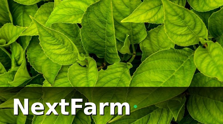 NextFarm — Tại sao vườn tiêu cần số hóa hơn các cây trồng khác?