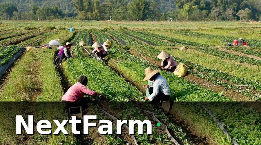 NextFarm — Nhóm KPI Hàng Ngày — Không Được Bỏ Sót
