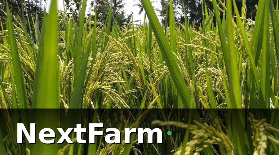 NextFarm — Nhóm 1 — KPI về nước và đất (theo dõi hàng ngày)