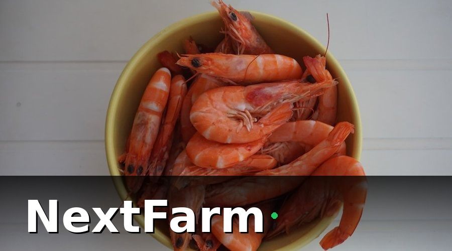 NextFarm — Nhóm 2: KPI sinh trưởng tôm — đo hiệu quả thực sự của vụ nuôi