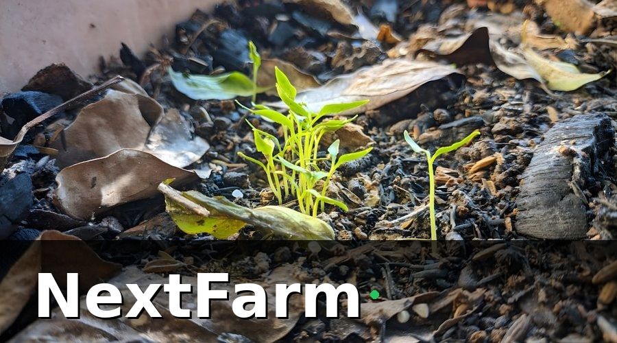 NextFarm — Nhóm KPI sinh trưởng — theo dõi hàng tuần